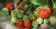 Rozrzuć w marcu pod truskawkami. Będziesz je zbierał kilogramami