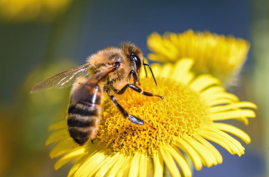 Polish farmer found guilty of poisoning over seven million bees