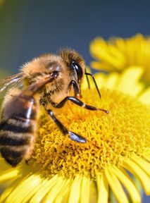 Polish farmer found guilty of poisoning over seven million bees