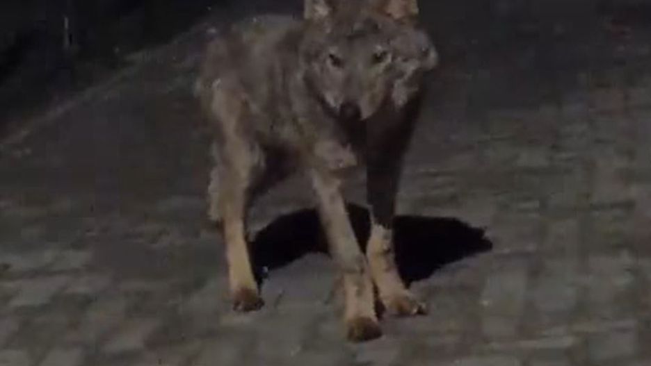 Wilk wszedł na teren jednej z posesji na Dolnym Śląsku