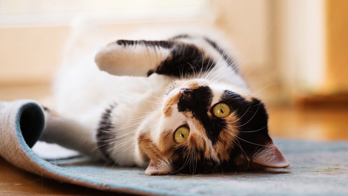 Poznaj osobowość kota i uchwyć ją na zdjęciach - jeśli ci pozwoli 1