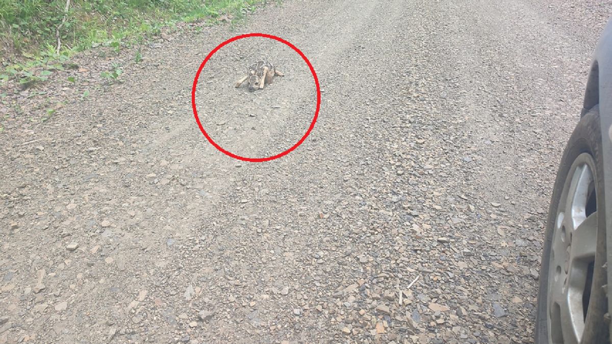 Sezon w pełni. "Pod żadnym pozorem nie podchodźmy"