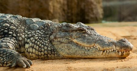 Atak krokodyla podczas nurkowania. Mężczyzna cudem przeżył