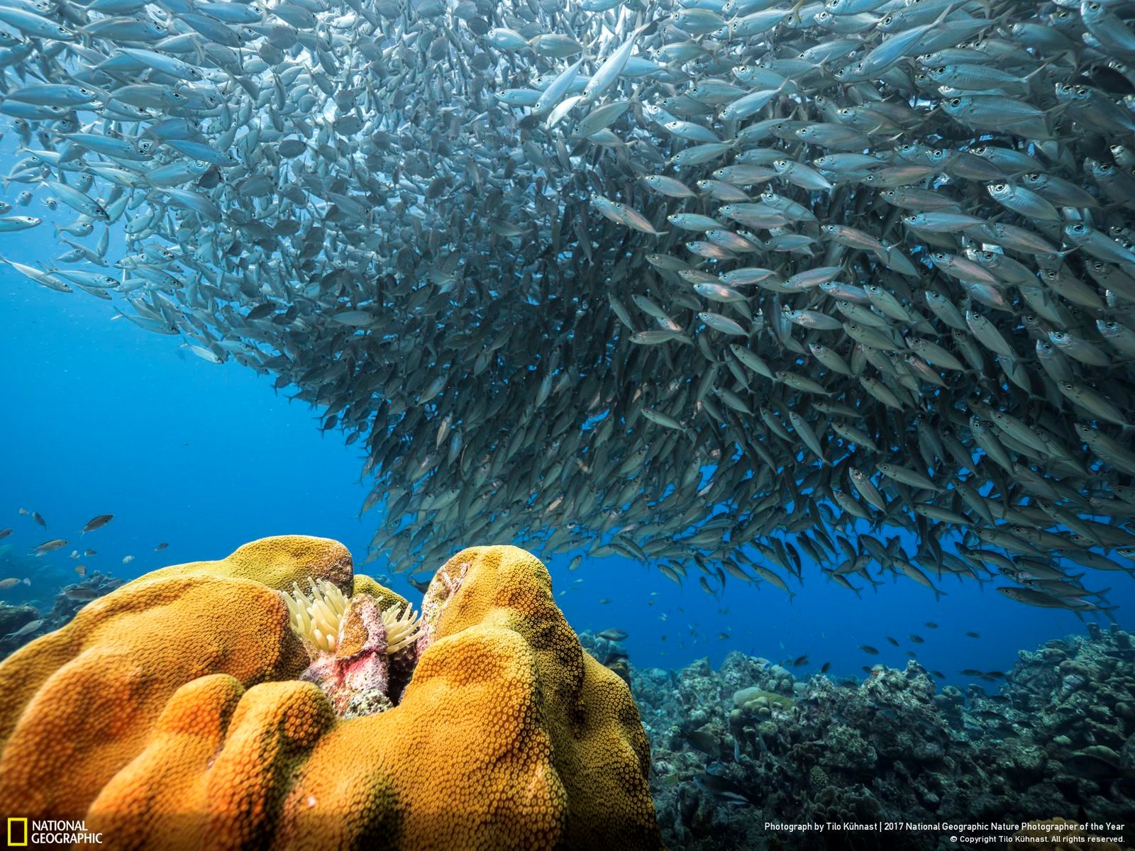 Poznaj najnowsze zgłoszone zdjęcia w konkursie Nat Geo Nature Photographer of the Year 2017 23