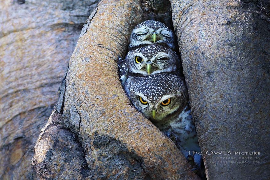 Cudowne życie sów uchwycone na fotografiach Sasi Smith