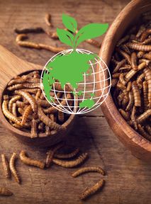 Will edible insects save the world? Protein from insects in animal feed