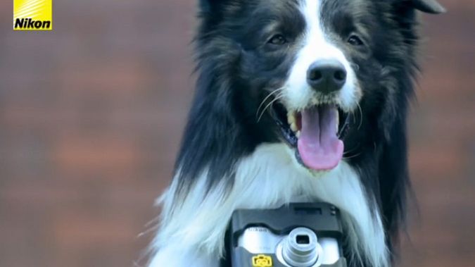 Hej, ludzie! Pies pokaże wam na czym polega prawdziwa fotografia! 1