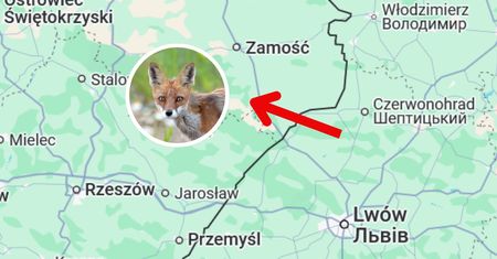 Wystrzelają lisy. Masowa akcja przeciwko śmiertelnie groźnej chorobie