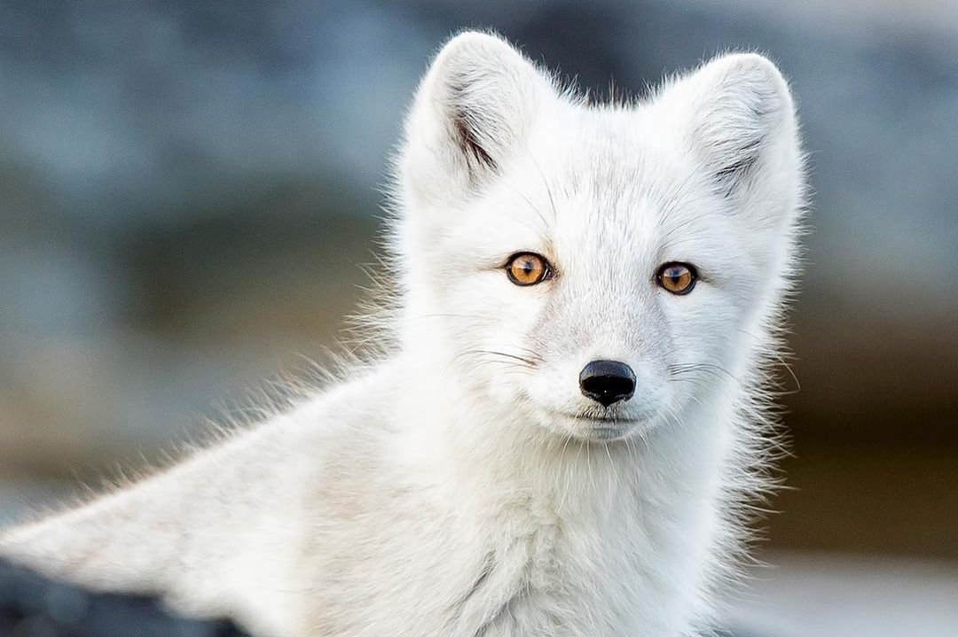 Cierpliwość się opłaca. Dziki lis arktyczny przywitał się z fotografem