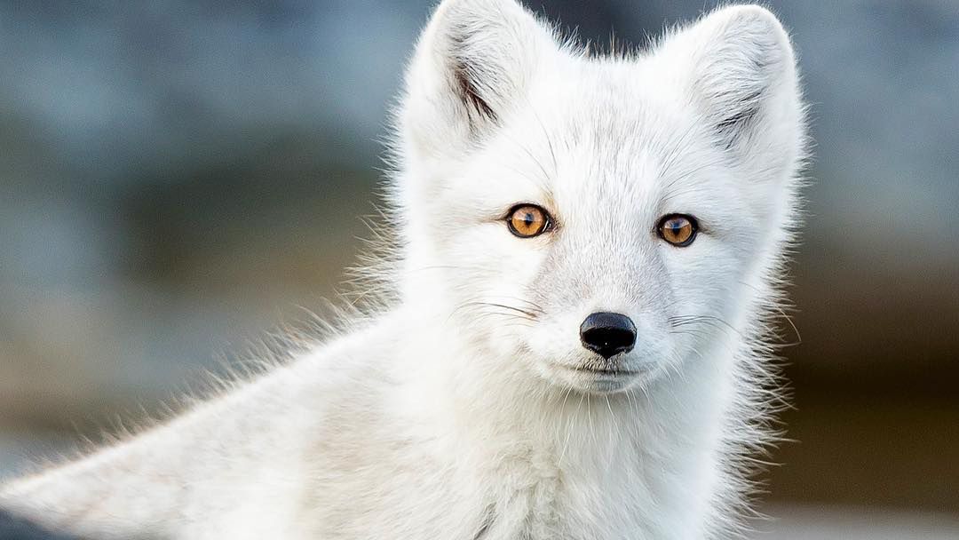 Cierpliwość się opłaca. Dziki lis arktyczny przywitał się z fotografem 1