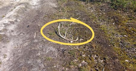 Porzucane w lasach. "Już niedługo". Leśnicy zacierają ręce