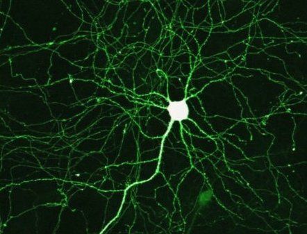 Kontrolowana schizofrenia w komputerowej sieci 1