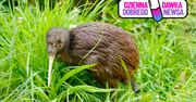 Niezwykła akcja społeczna. 250. kiwi wraca na wzgórza wokół Wellington