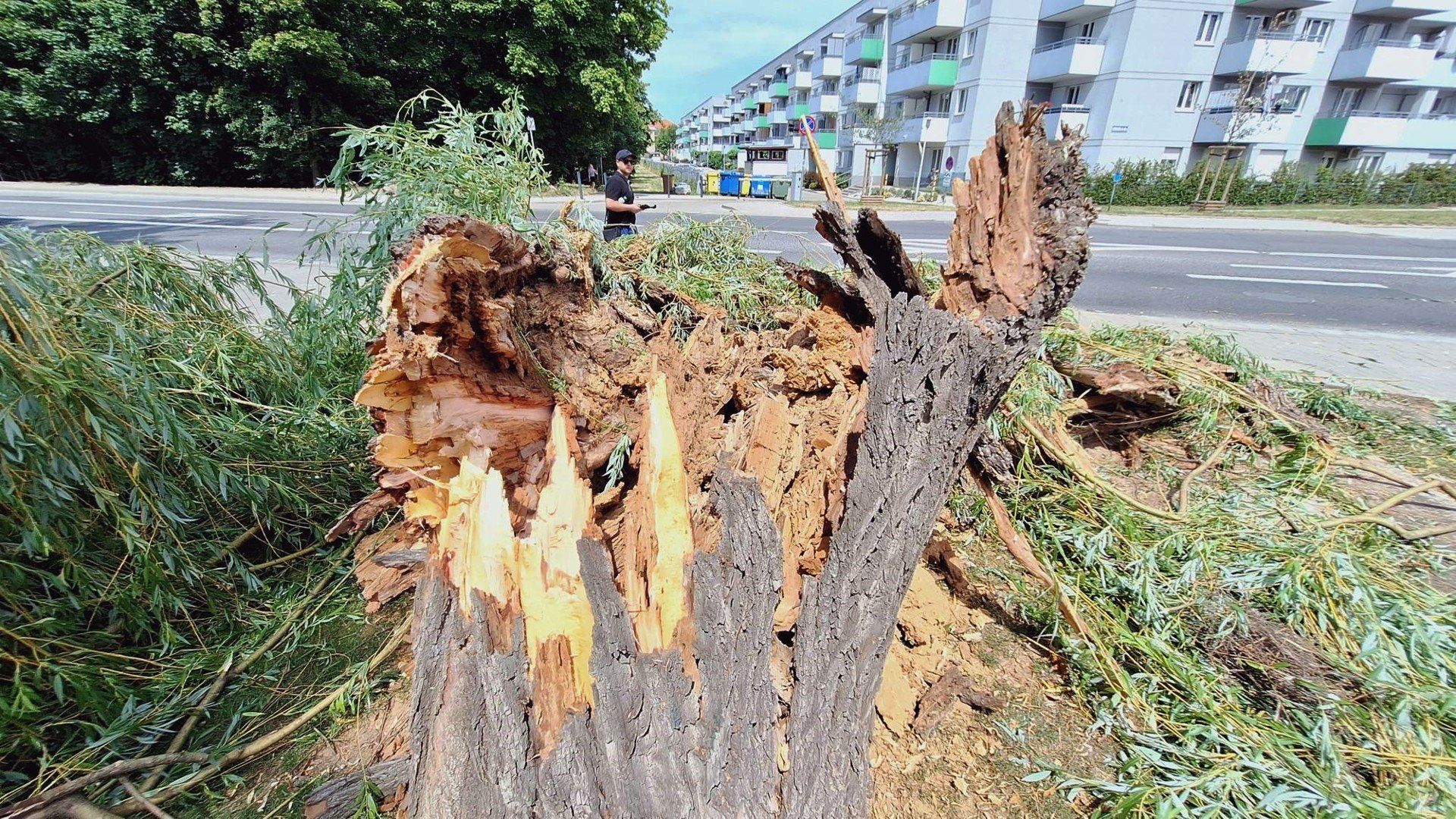 Drzewo runęło na dziecko