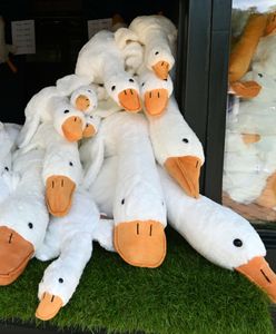 Ważny komunikat UOKiK. Dotyczy gęsi Pipy