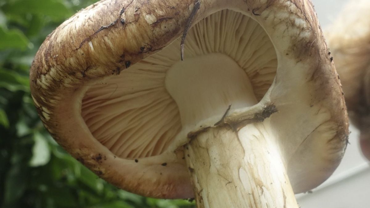 W tym roku również znaleziono w Polsce gąski sosnowe