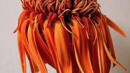 Zwiędłe kwiatki? Nigdy więcej! 1