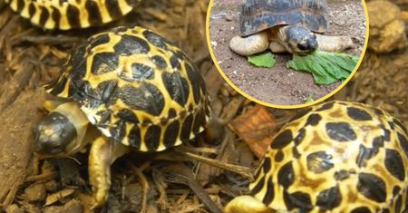 Ma 90 lat i został tatą. Wesołe wieści z amerykańskiego ZOO