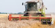 Rolnicy mają poważny problem. Takich cen pszenicy nie było od 20 lat