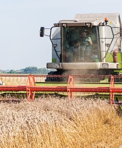 Rolnicy mają poważny problem. Takich cen pszenicy nie było od 20 lat