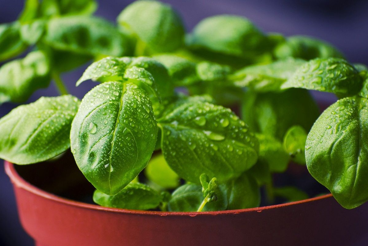 Master the art of basil: tips for a thriving indoor herb garden