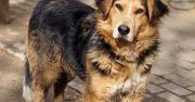 Konin: Freja zniknęła tuż po adopcji. Trwają poszukiwania suczki