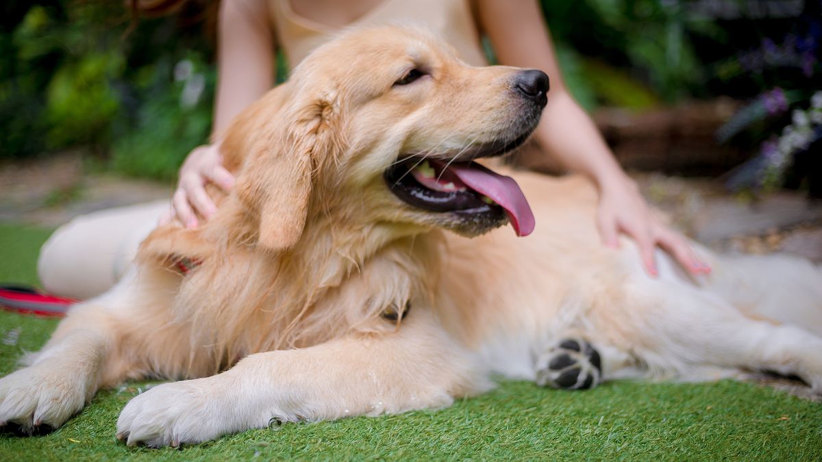 Golden retrievery to jedna z najpopularniejszych ras psów w Polsce