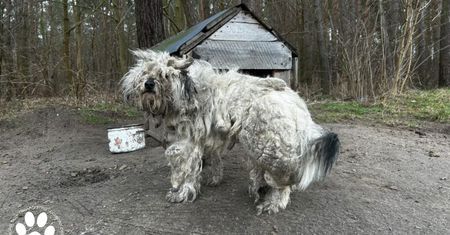 To nie lama ani alpaka. Inspektorka była w szoku