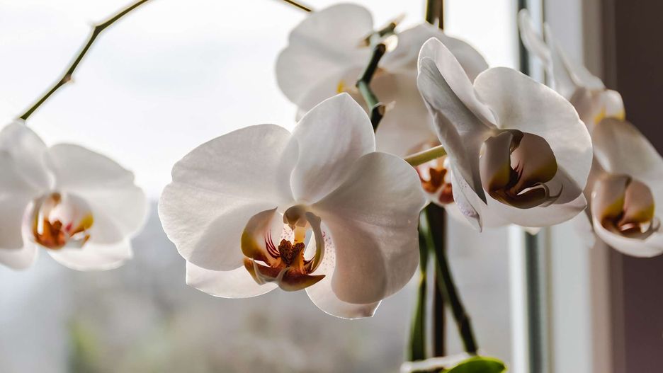 Domowe nawozy do storczyków mocno pobudzają ich kwitnienie