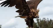 Nad Warszawą przeleciał ptak niewystępujący w Polsce. Prawdziwy kolos