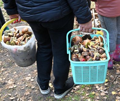Sezon na grzyby w pełni. Zapłacimy nawet 60 zł za kilogram