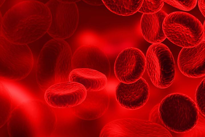 W osoczu dryfują komórki krwi, wśród nich widoczne na zdjęciu erytrocyty.