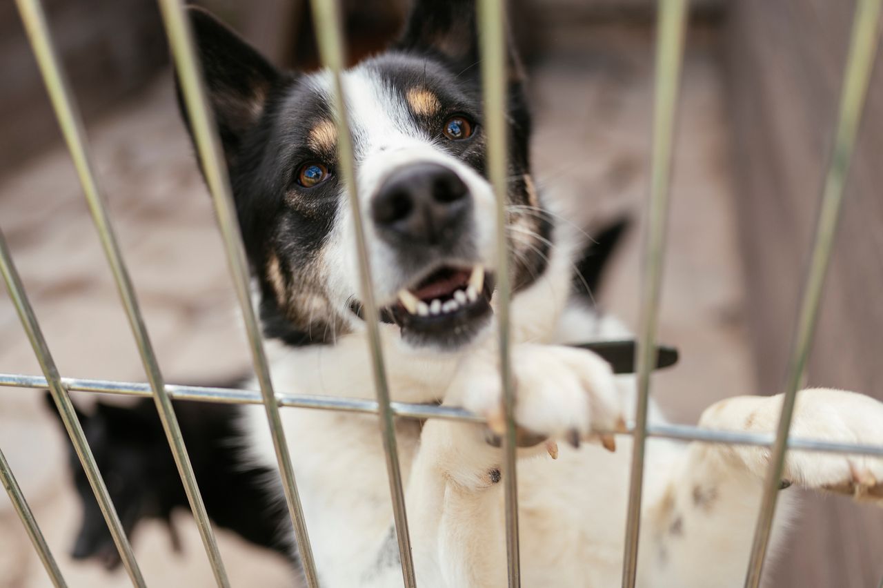 Toruń: Psy do adopcji w schronisku dla zwierząt. Czekają na dom