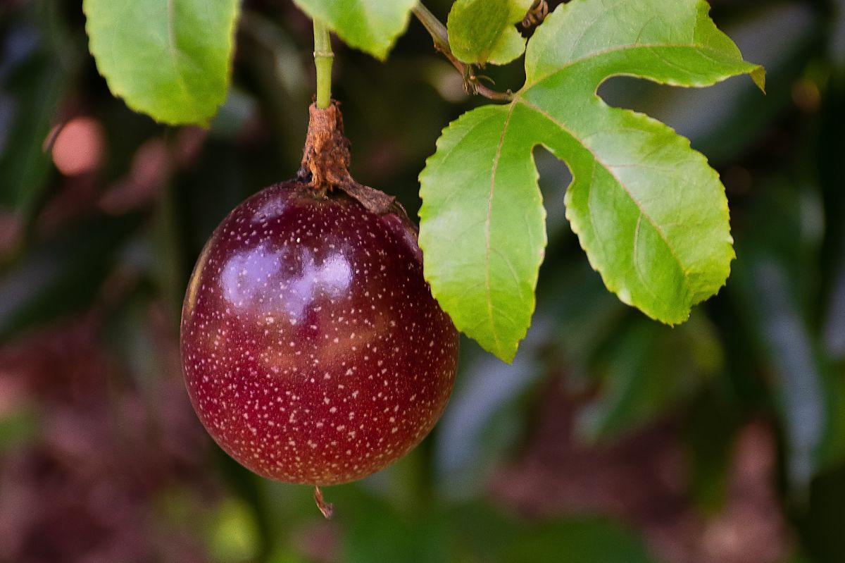 Harnessing the power of passion fruit: A winter wellness boost