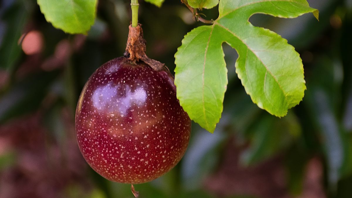 To jeden z najzdrowszych owoców