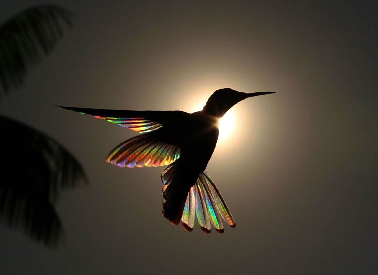 Fotograf ukazał tęczowe skrzydła kolibra. Jak do tego doszło?