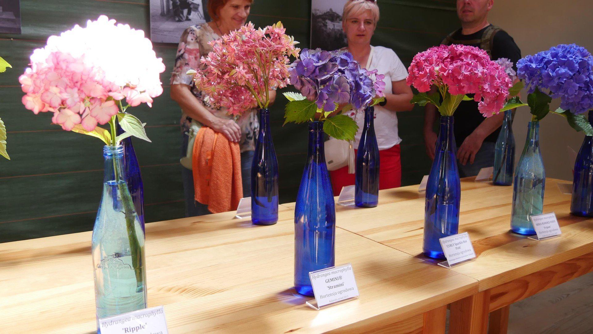Festiwal Hortensji w Arboretum Wojsławice
