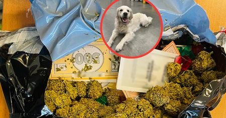 Pies ją szybko wyczuł. Oto co ukryto w grze planszowej
