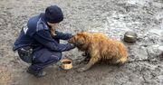 Pabianice: Zaniedbany pies uratowany dzięki interwencji dzielnicowych