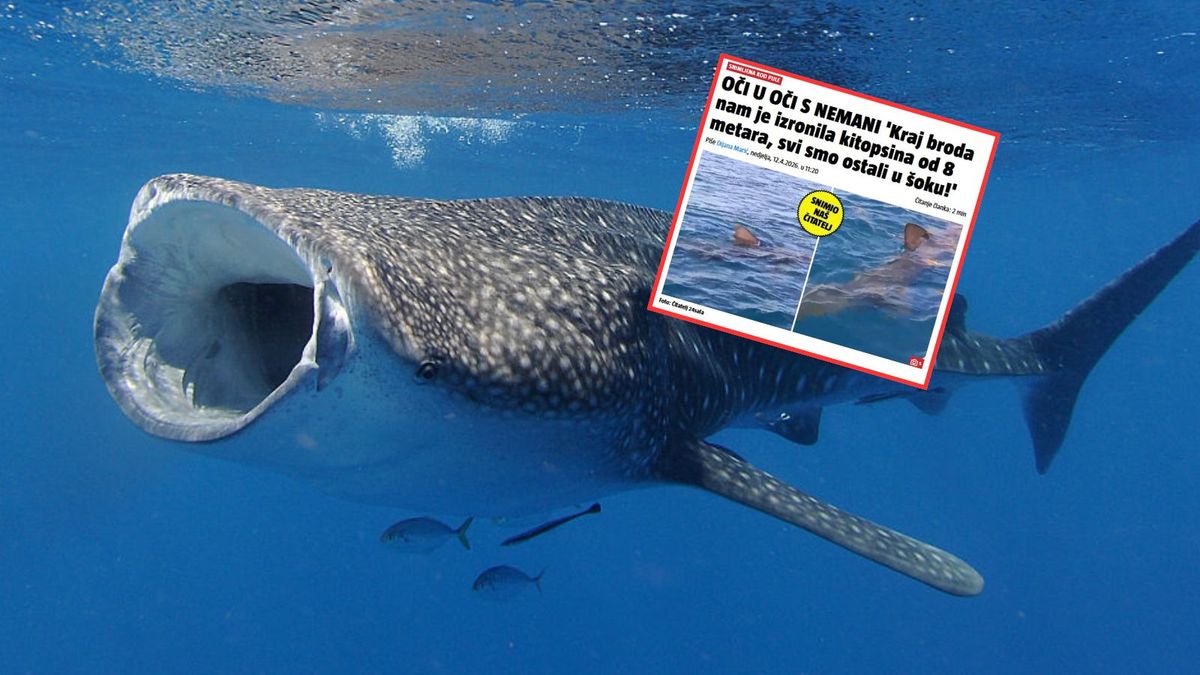 Rekin wielorybi u wybrzeży Chorwacji