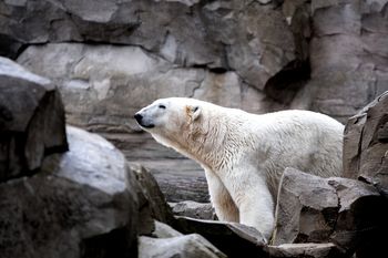 Trzy tony lodu dla niedźwiedzi. Tak zoo w Pradze walczy z upałem