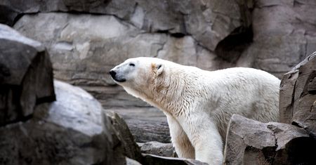 Trzy tony lodu dla niedźwiedzi. Tak zoo w Pradze walczy z upałem