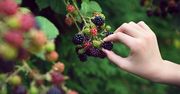 Wygrał nawet z malinami. Ten krzew, to hit działkowców w tym sezonie