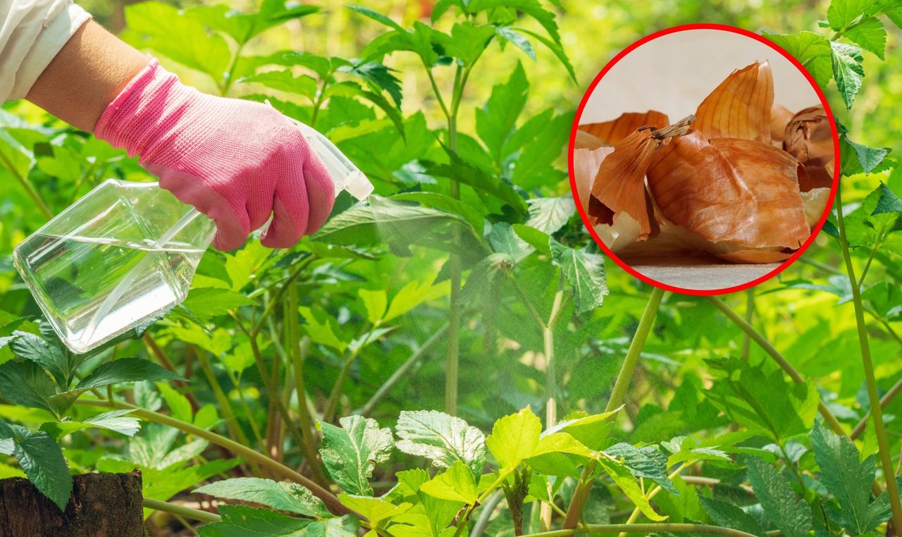 Nie wyrzucaj obierek z cebuli. Wykorzystaj je już teraz w ogrodzie