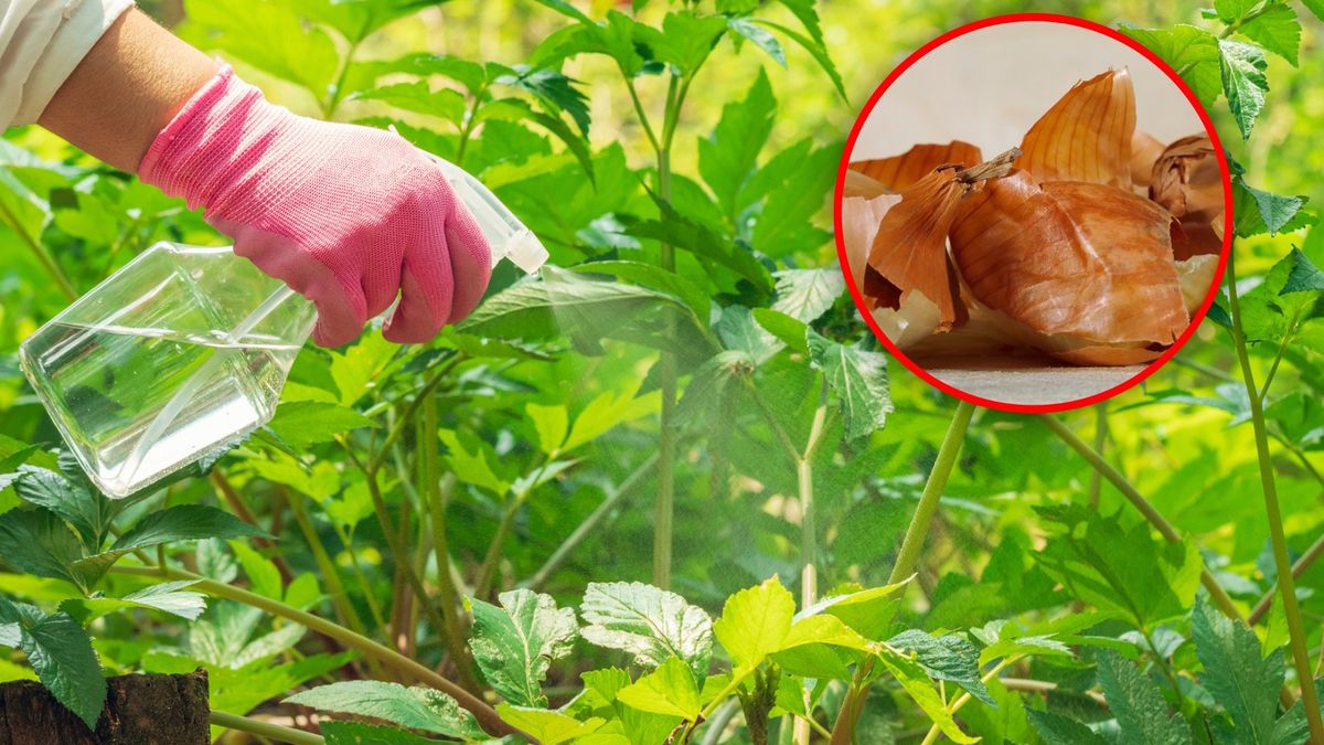 Jak wykorzystać łupinki cebuli?