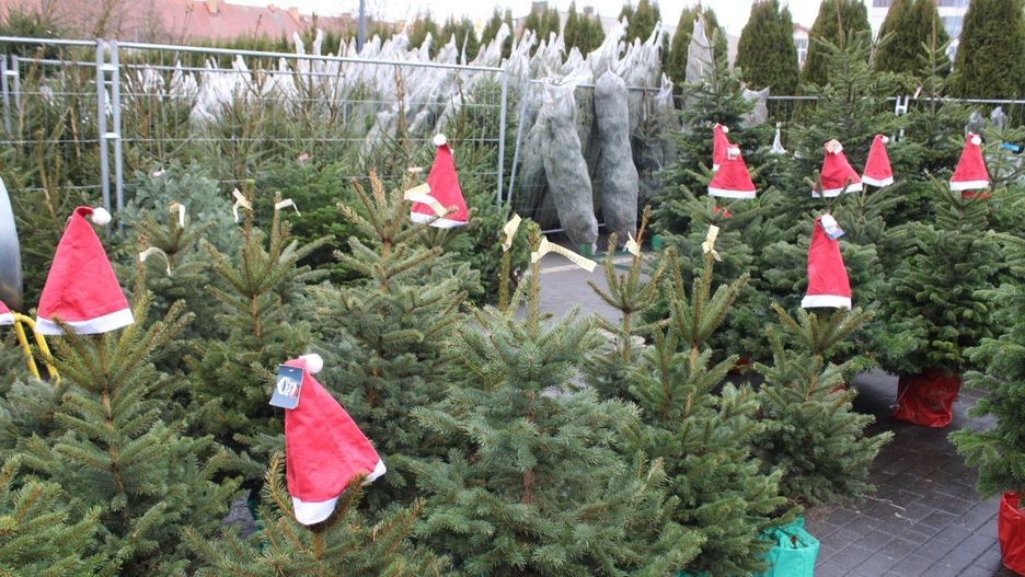 RUSZYŁA SPRZEDAŻ CHOINEK