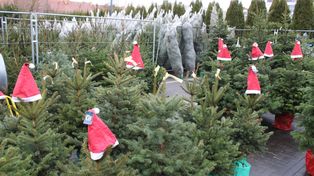 Lublin: Jak wybrać i gdzie kupić choinkę? Praktyczny przewodnik