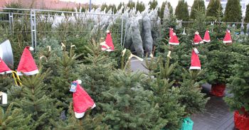 Lublin: Jak wybrać i gdzie kupić choinkę? Praktyczny przewodnik