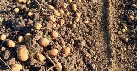 Oddaje ziemniaki za darmo. Rolnik zaskoczył nietypową ofertą