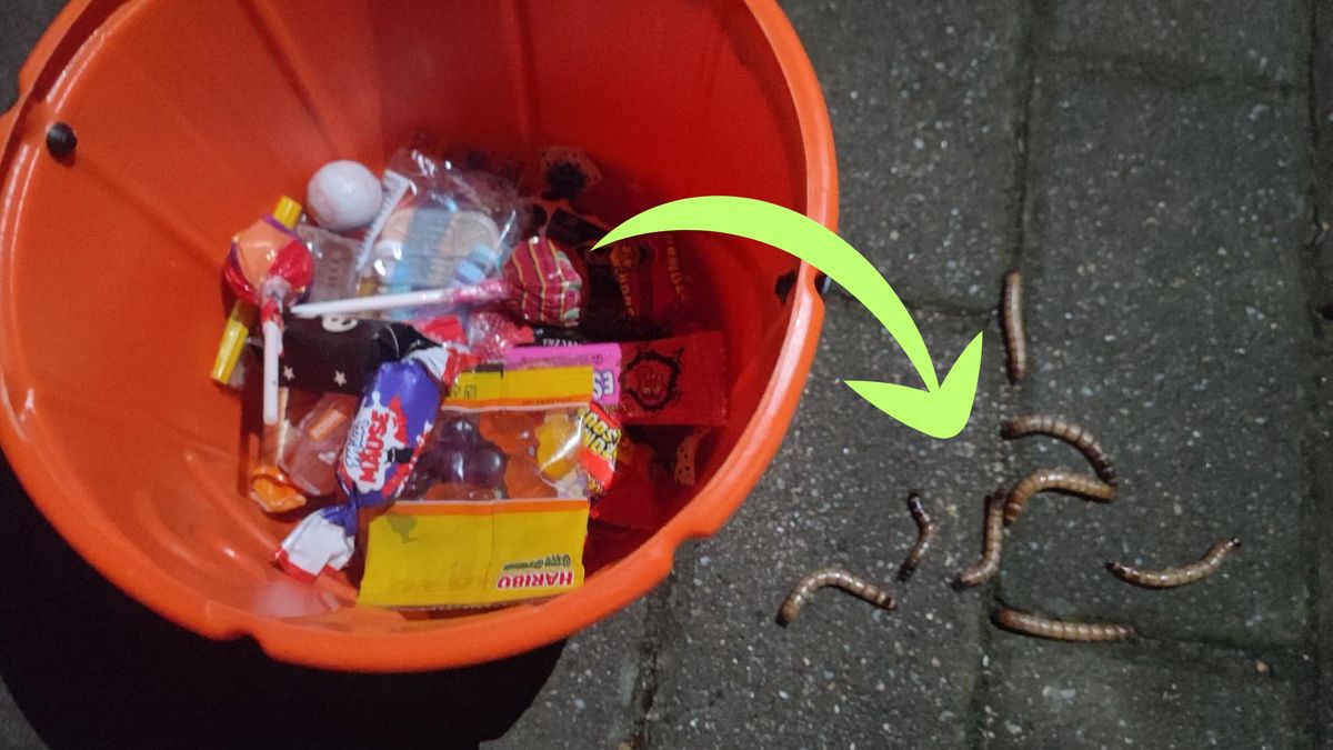 Perfidne zachowanie w Gdańsku. Zamiast cukierków, dał dzieciom robaki 